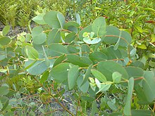 Feuilles juvéniles d’E. gundal.