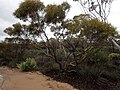 Thumbnail for Eucalyptus yilgarnensis