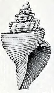 <i>Eucithara pagoda</i> Species of gastropod