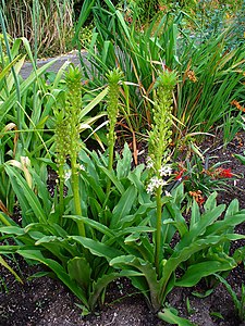 Eucomis comosa Habitus