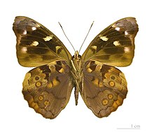 Eunica mygdonia MHNT ventre.jpg