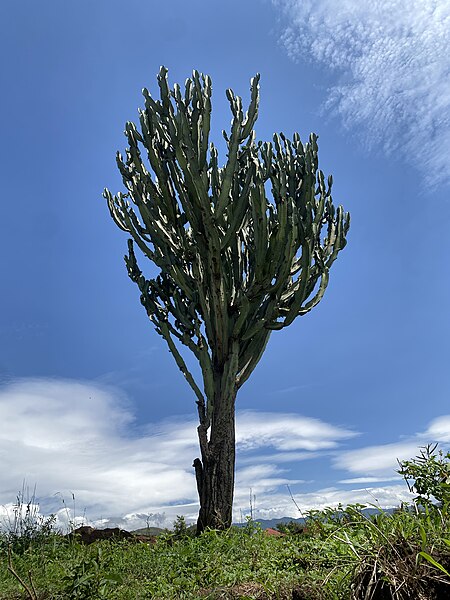 File:Euphorbia ingens in Kasese district 02.jpg