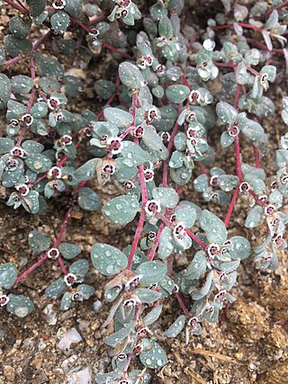 <i>Euphorbia melanadenia</i> Species of flowering plant