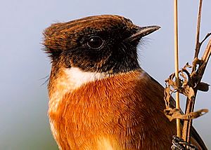 Schwarzkehlchen (Saxicola rubicola)