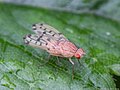 Eusapromyza multipunctata (Fallén, 1820)