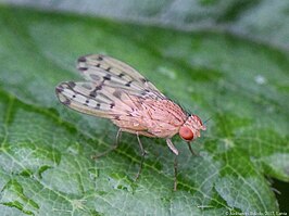 Eusapromyza multipunctata