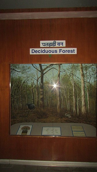 File:Exhibit of Deciduous Forests at Regional Museum of Natural History,Bhopal,India.jpg