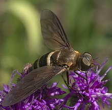 Exoprosopa fasciata Exoprosopa fasciata P1270611a.jpg