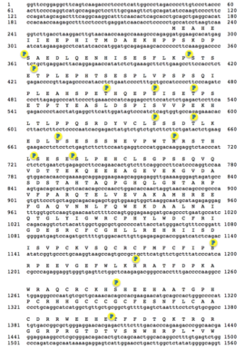 Predicted phosphorylation sites annotated on FAM221B transcript determined by analysis of various program outputs FAM221B Predicted Phosphorylation Sites.png