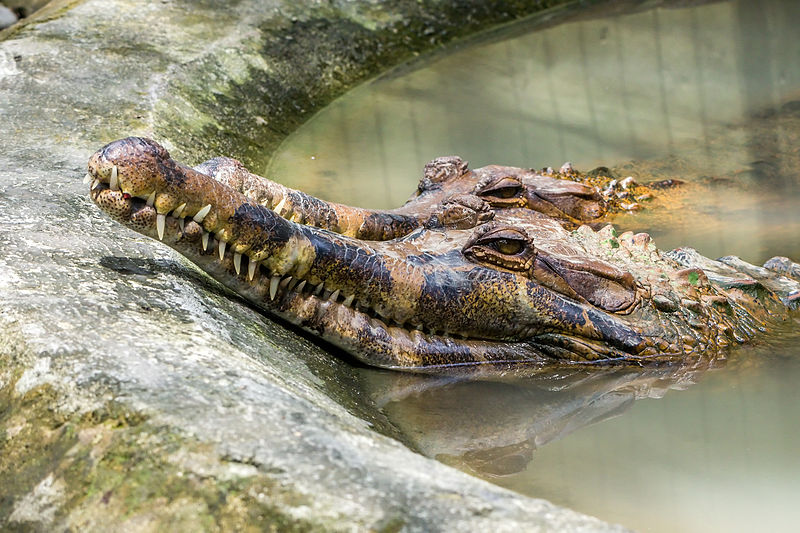 File:False gharial (Tomistoma schlegelii), Gembira Loka Zoo, 2015-01-15 01.jpg