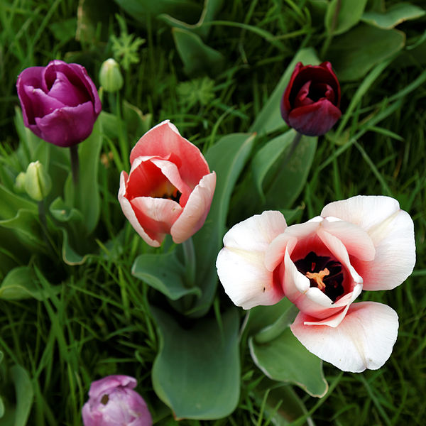 File:Feeringbury Manor mixed tulip cultivars, Feering Essex England 1.jpg