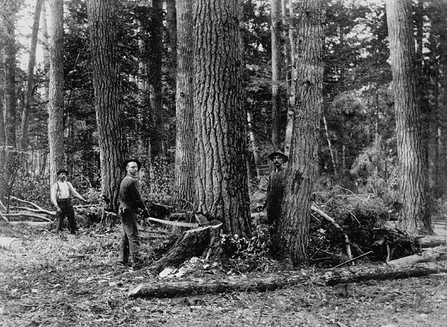 Felling timber using a crosscut saw in Ontario, c. 1870–1930