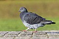 * Nomination A feral pigeon (Columba livia) in parc Georges-Valbon, France. --Alexis Lours 21:32, 19 November 2023 (UTC) * Promotion  Support Good quality. --Tagooty 01:13, 20 November 2023 (UTC)