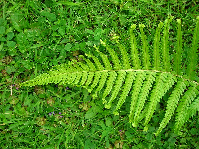 File:Fern Sport - P. setiferum hybrid sport.jpg