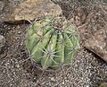 Ferocactus alamosanus 1. jpg