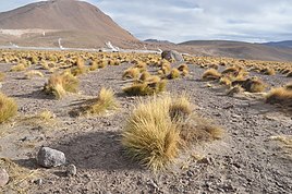 The arid grassland habitat of chinchillas.
Natural habitat of C.chinchilla Festuca orthophylla, geisers del Tatio, Region de Antofagasta, Chile 01.JPG