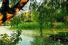 Feuchtbiotop in der Wülfinger Seenplatte