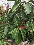 Thumbnail for File:Ficus elastica 32178027.jpg