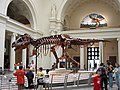"Sue," Tyrannosaurus apud Museum historiae naturalis Field