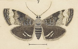 <i>Asterivora albifasciata</i> Species of moth