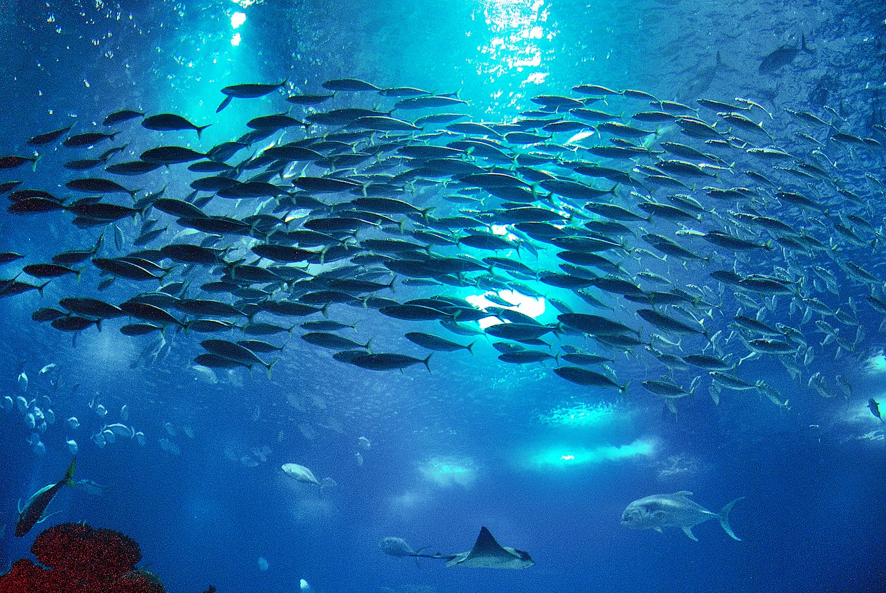 File:Fish, a lot of fish (2152054969).jpg - Wikipedia