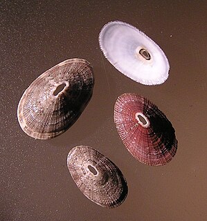 <i>Fissurella mutabilis</i> species of mollusc