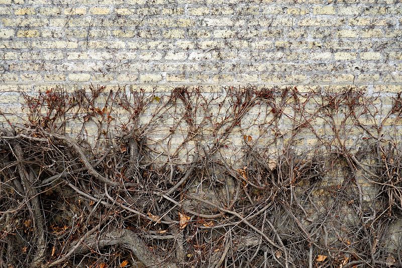 File:Five-leaved ivy on the wall of Viborg Katedralskole.jpg