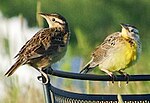 Thumbnail for File:Fledgling Eastern Meadowlarks.jpg