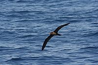 Fresh-footed shearwater Flesh footed shearwater.JPG