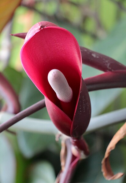 File:Fleur de Philodendron erubescens (face).jpg