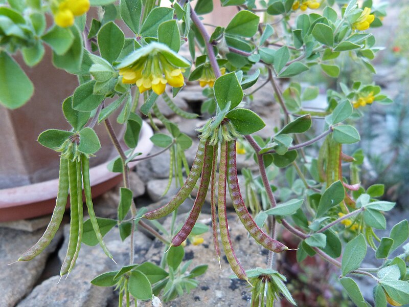 File:Fleurs et fruits du lotier pied-d'oiseau.jpg