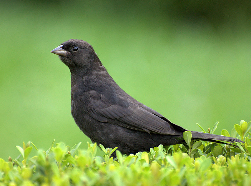 File:Flickr - Dario Sanches - VIRA-BOSTA (Molothrus bonariensis) (3).jpg