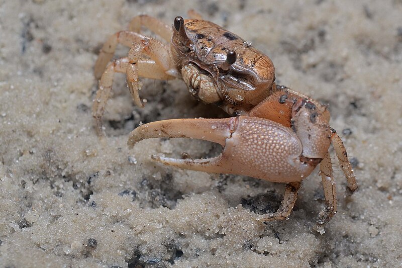 File:Flickr - ggallice - Sand Fiddler (Uca pugilator) - Florida.jpg