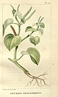 Flore médicale des Antilles, ou, Traité des plantes usuelles (Pl. 226) (8182119436).jpg