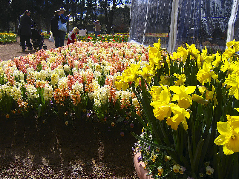 File:Floriade canberra06.jpg