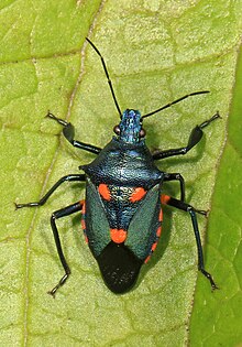 Florida Predator Kutu Bau - Euthyrhynchus floridanus, Occoquan Bay National Wildlife Refuge, Woodbridge, Virginia (39566288492).jpg