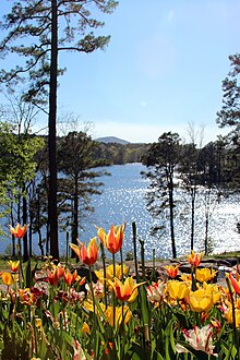 Цветы у озера.jpg