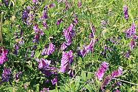 Hairy vetch