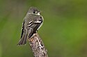 Flycatcher-102a.jpg