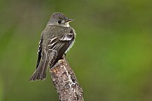 Acadian flycatcher Flycatcher-102a.jpg