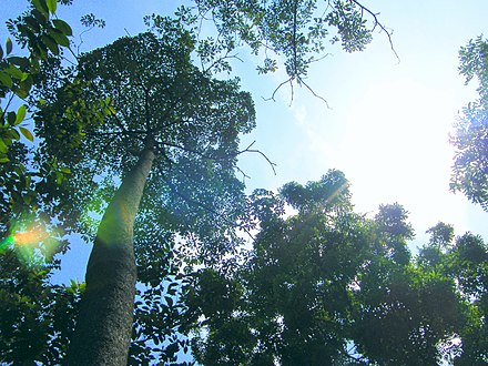 Forest trees of Johor in tropical rainforest climate