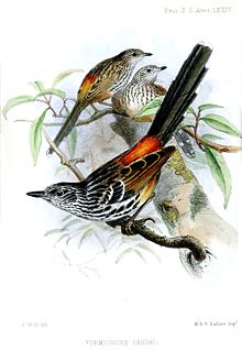 Illustration of Long-tailed antbird published in Proceedings of the Zoological Society of London 1854 FormicivoraCaudataWolf.jpg