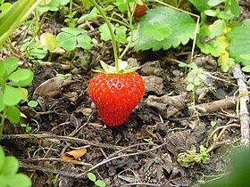 Immagine illustrativa dell'articolo alla fragola del Perigord