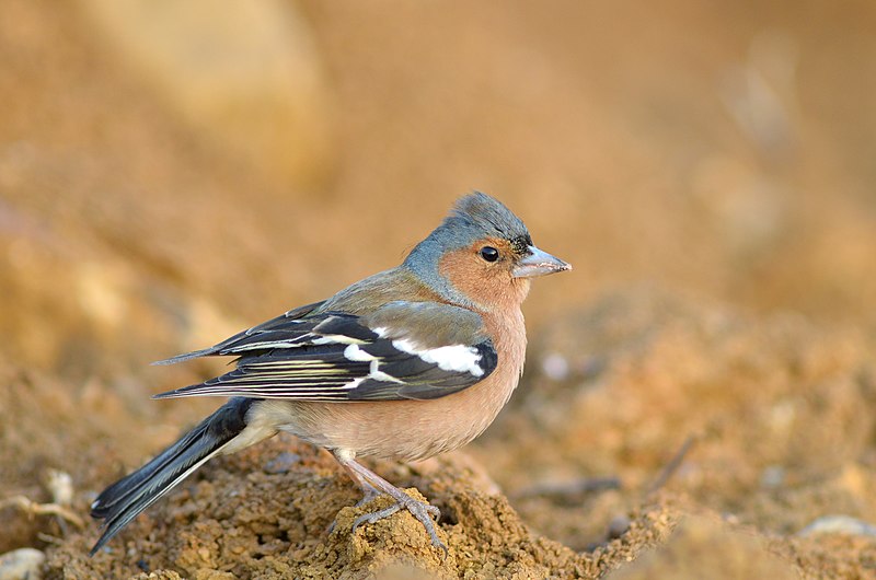 File:Fringilla coelebs (5577610542).jpg