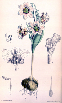 Fritillaria karelinii CBM.png