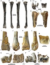 Hind limb bones of several specimens Fruitadens.tif