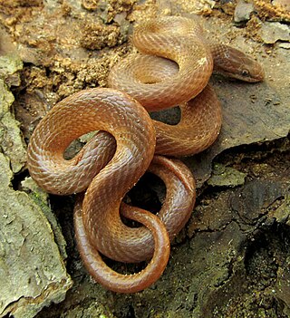 <span class="mw-page-title-main">Pine woods snake</span> Species of snake