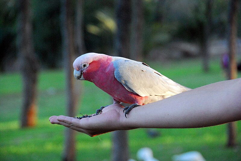 File:Galah (Eolophus roseicapillus) -Joondalup-5.jpg