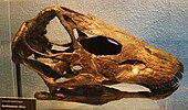Fossilized skull of the Late Jurassic sauropod dinosaur Galeamopus Galeamopus pabsti skull.jpg