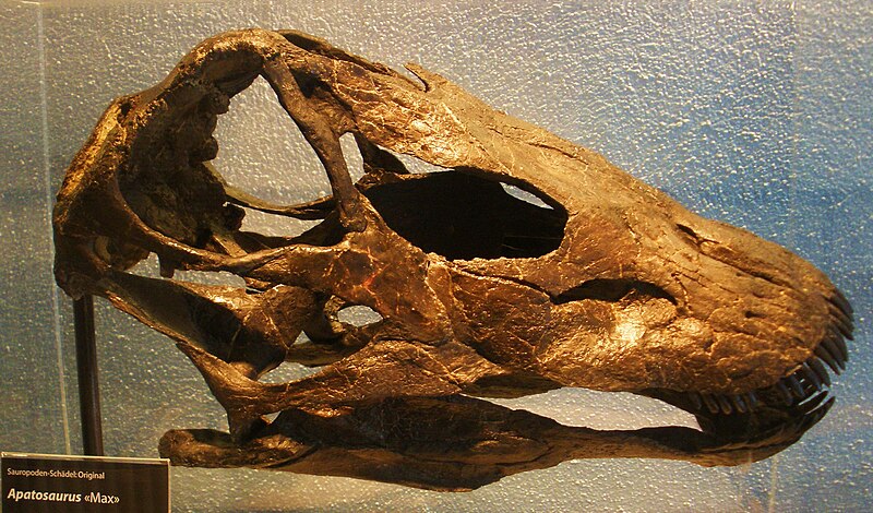 File:Galeamopus pabsti skull.jpg